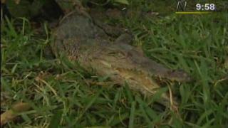 Chiclayo: hallaron cocodrilo bebe en plena vía pública