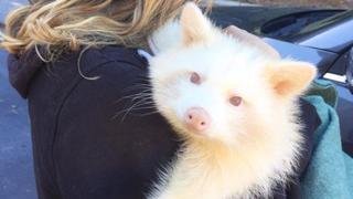 Mapache albino es rescatado de terribles condiciones [FOTOS]