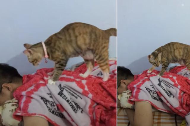 Foto 1 de 3 | El gato se paró en la espalda de su dueño para hacerle un ‘masaje’. (YouTube: ViralHog)