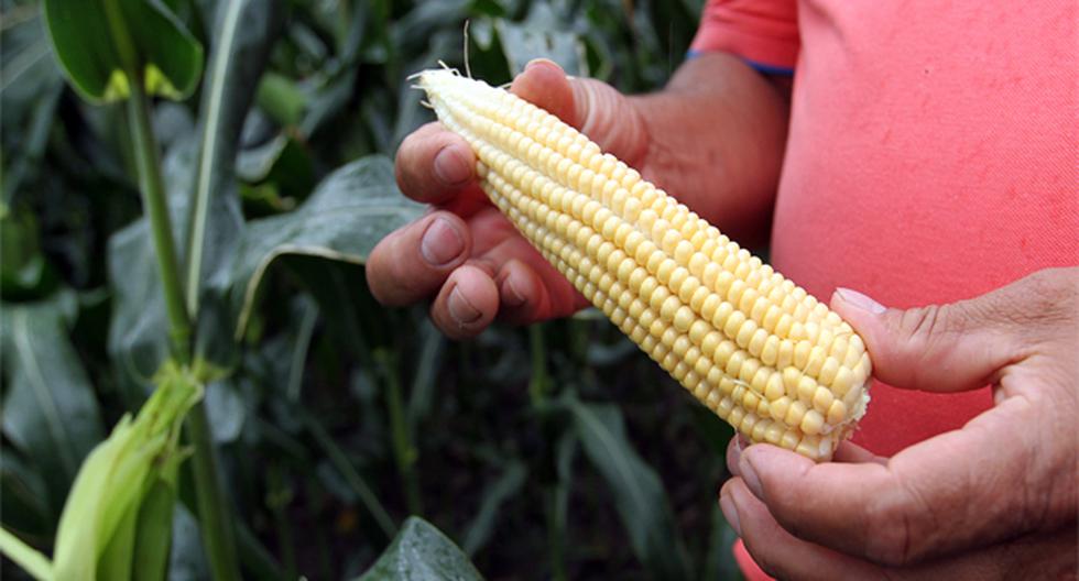 Las semillas de maíz transgénico son más resistentes a las plagas, por ese motivo, cada vez más campesinos de Colombia están optando por ellas. (Foto: EFE)