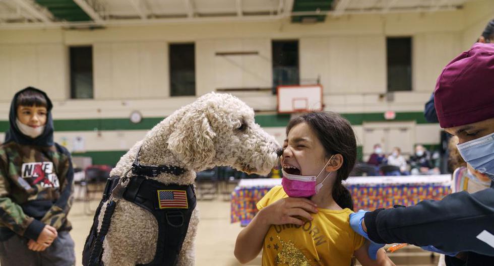 Leanna Arcila, de 7 años, recibe un lengüetazo de Watson, un perro de terapia en el Departamento de Policía de Pawtucket, mientras le aplican su vacuna contra el coronavirus COVID-19, el martes 7 de diciembre de 2021, en la escuela primaria Nathanael Greene, en Pawtucket, Rhode Island, Estados Unidos. (AP Foto/David Goldman).