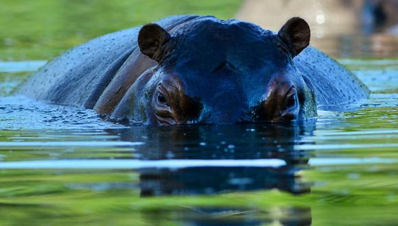 El Salvador: Muere hipopótamo atacado por humanos en zoológico