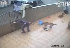 YouTube: así roban a perros en China para luego vender su carne