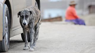 El mundo responde a favor de los animales