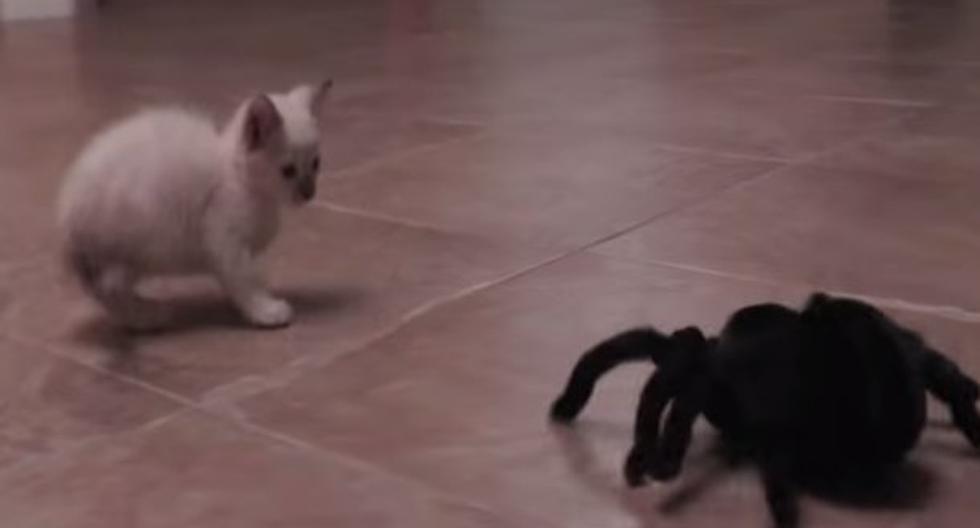 Este lindo gato tuvo un largo y duro enfrentamiento con esta araña de juguete. (Foto: Captura)