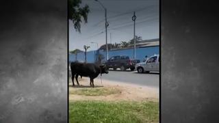 SMP: toro escapa de camión y ataca patrullero de serenazgo | VIDEO