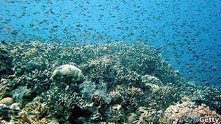 ¿Es el "aire sucio" el principal enemigo de los corales?