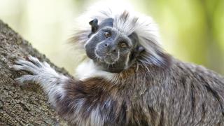Proyecto Tití: el esfuerzo por proteger a un primate y a un bosque en peligro de extinción en Colombia