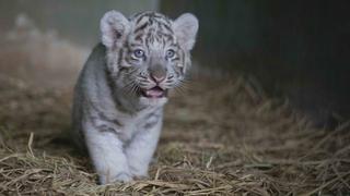 Tigres de bengala nacidos en el Perú | 10 datos sobre estos sorprendentes felinos