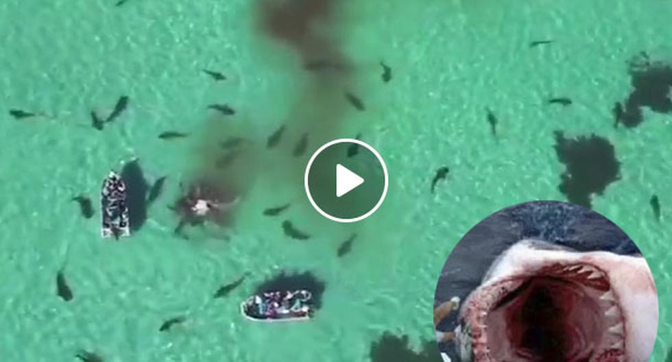 YouTube nos trae el video de un grupo de tiburones tigre que estaban acechando a una familia que andaba en yate por el mar. (Foto: captura)