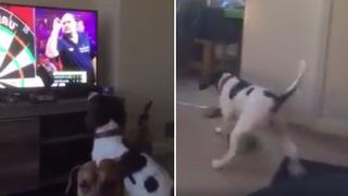 El perro que persigue dardos de la TV se volvió viral [VIDEO]