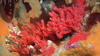 Una nueva especie de coral habita las aguas de Paracas