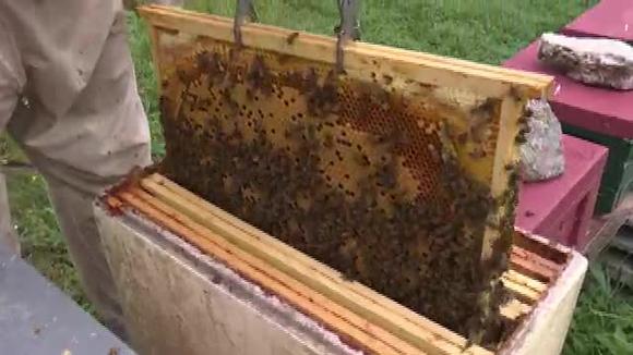 Francia prohíbe cinco pesticidas para proteger a las abejas