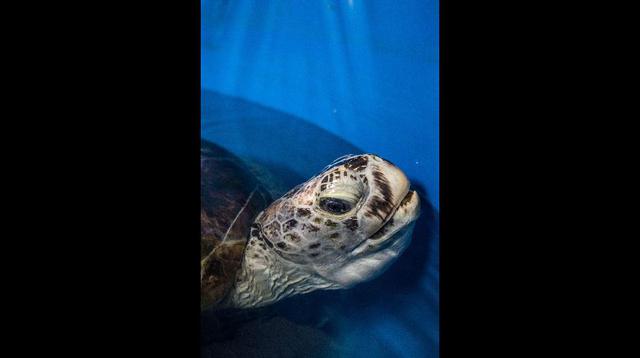 La tortuga tailandesa que se tragó 915 monedas vuelve a nadar - 3
