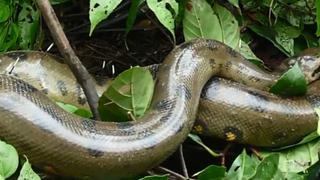 YouTube: Anaconda acabó así al intentar comerse a un puercoespín | VIDEO