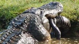 El video viral del cocodrilo ‘caníbal’ que devora a otro en cuestión de segundos
