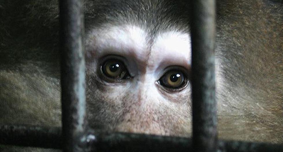 Experimentos con monos y humanos sacuden al sector automovilístico alemán. (Getty Images)
