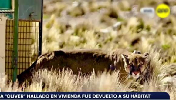 Puma andino hallado en un almacén de aceitunas ya retornó a su hábitat. (Foto: RPP)