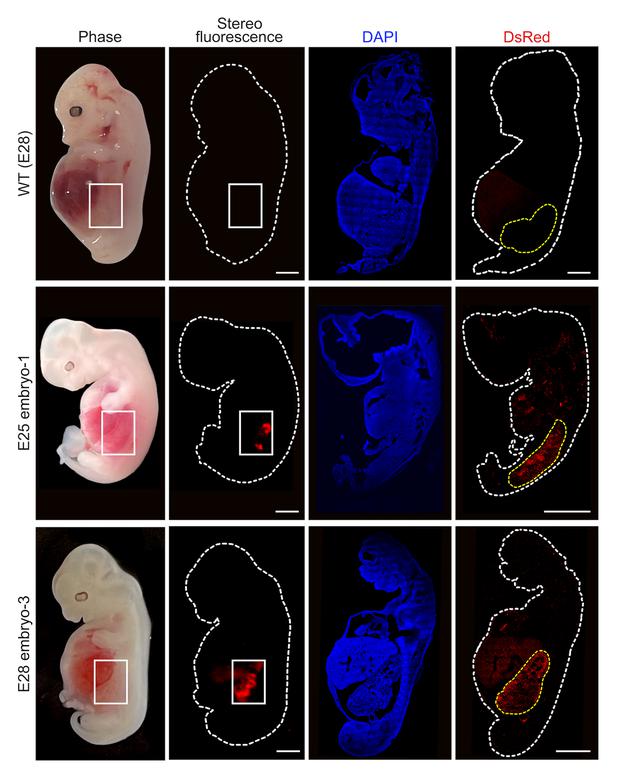 This figure shows humanized kidney cells (appearing fluorescent red) within an embryo compared to a pig embryo.