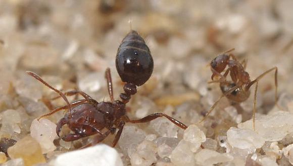 Dos ladrones son torturados con miles de hormigas en Bolivia