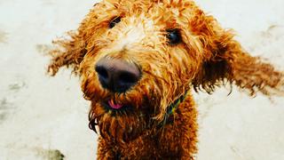 Mascotas: ¿se les debe recortar el pelo en verano? 