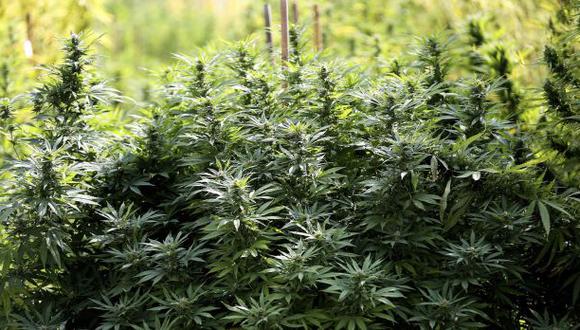 EE.UU.: Un granjero subastará casi una tonelada de marihuana