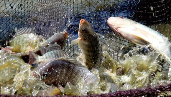 El Ministerio de la Producción (Produce), a través del Fondo Nacional de Desarrollo Pesquero (Fondepes), entregó créditos por más de S/170 mil a productores acuícolas de las regiones Junín y Huancavelica.
 (Foto: Difusión)