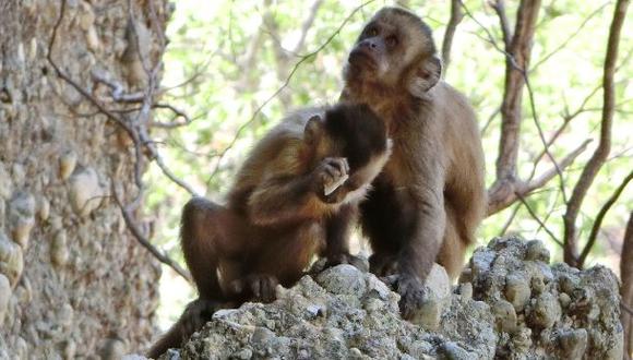 Descubren a monos capuchinos tallando piedras