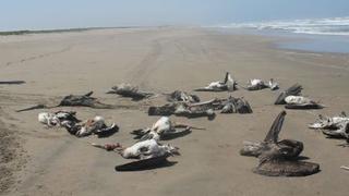 Hallan miles de aves guaneras muertas en playas arequipeñas