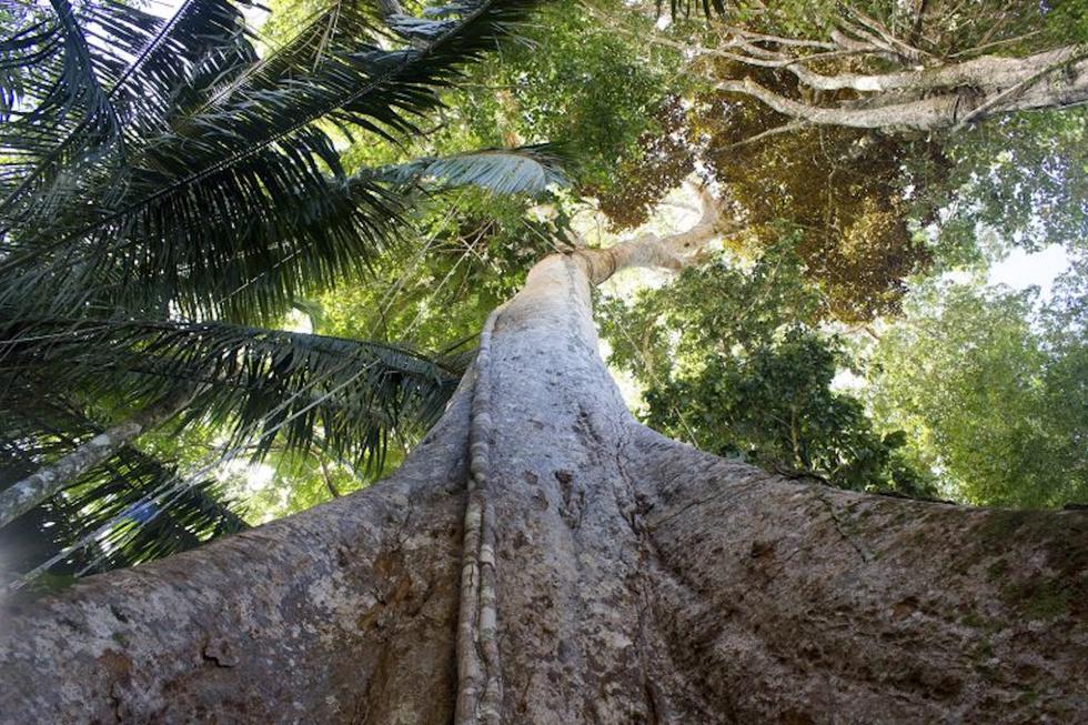 Un shihuahuaco dentro de la concesión para la conservación Arbio Perú, en Madre de Dios. Foto: Gianella Espinosa / Arbio Perú.