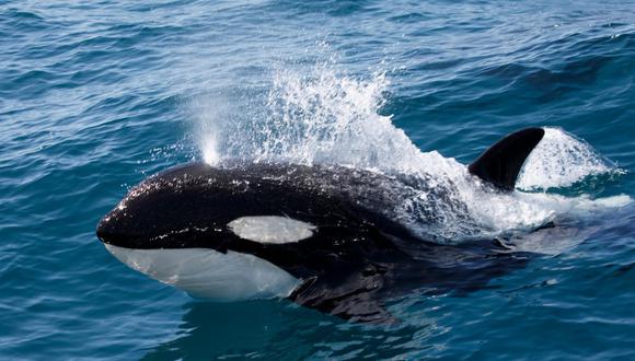 Las ballenas hembra de esta especie pierden su capacidad reproductiva entre los 30 y los 40 años. (Foto: Shutterstock)