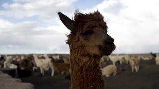 Nanoanticuerpos de llama para combatir el SARS-CoV-2 | ENTREVISTA