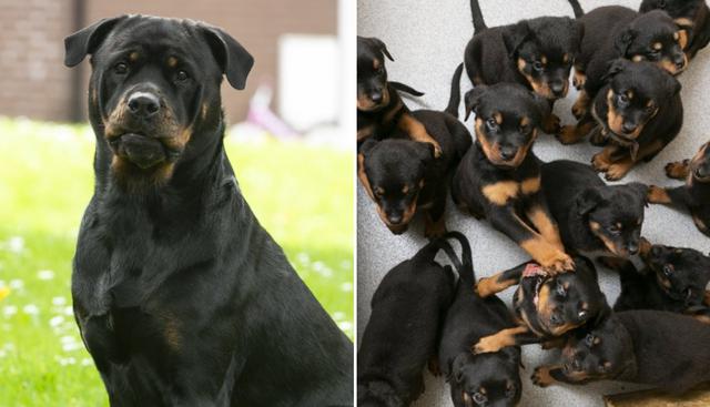 'Roxy' dejó boquiabierto a sus propietarios al dar a luz a una de las camadas más grandes del Reino Unido. (Fotos: SWNS)