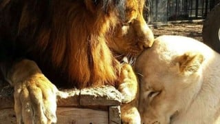 Un león y una leona se salvan por amor: vivían maltratados y enfermos, pero enamorarse lo cambió todo