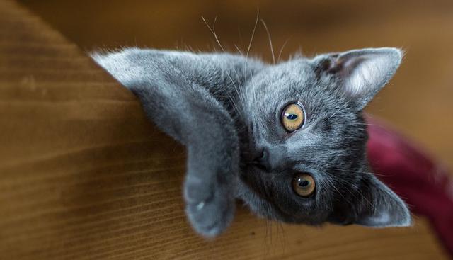 El pequeño felino llamó la atención de miles de usuarios de YouTube por su comportamiento. (Pixabay / Nishikikoi)