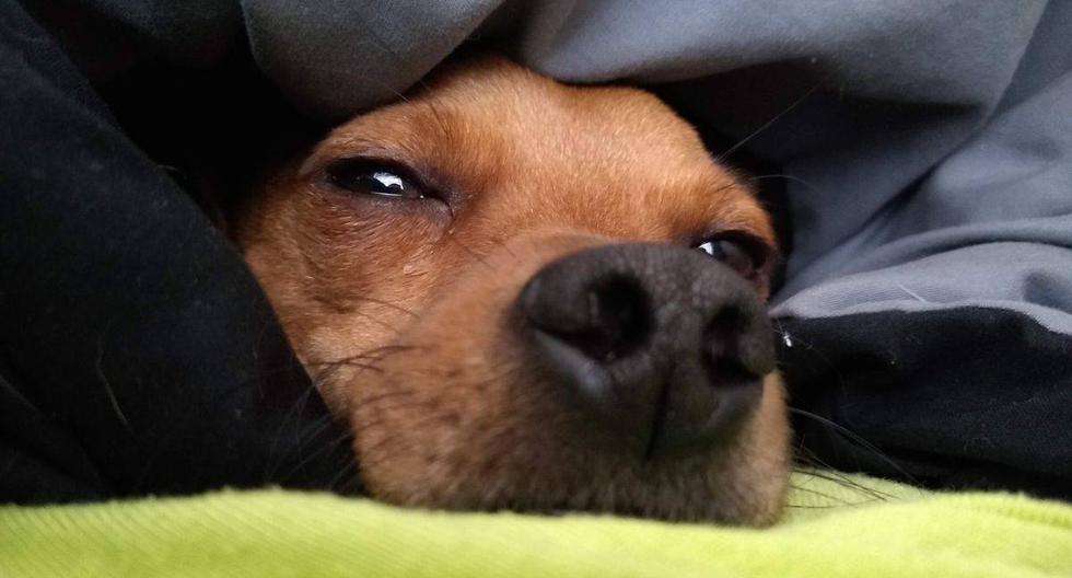 ¡Comodidad ante todo! El tierno perro buscó toda la noche la mejor posición para dormir. (Foto: Pixabay)