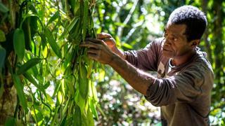 El verdadero y sangriento precio que se paga por la codiciada vainilla de Madagascar