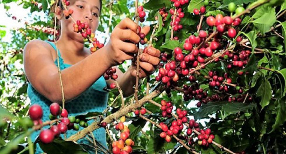 Exportación de café creció 25%, según Adex. (Foto: Andina)