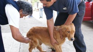 Más de 2 mil canes fueron vacunados contra la rabia en Catacaos