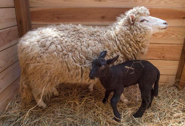Nació la "oveja negra de la familia" y se volvió la má spopular del zoológico. (Foto: AFP)