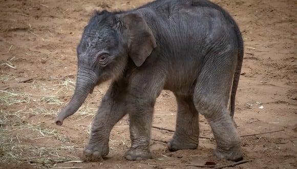 Un pequeño elefante demuestra quién manda en medio de un grupo de animales que estaban en un pozo de agua tomando agua. (Foto: Pixabay /  referencial)