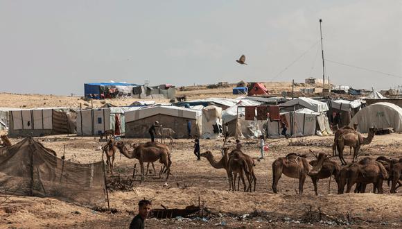 Una imagen muestra una manada de camellos junto a tiendas de campaña en un campamento improvisado para palestinos desplazados en Rafah, en el sur de la Franja de Gaza. (Foto de MOHAMMED ABED / AFP)