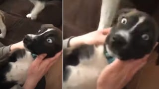 La hilarante reacción de un perro al ‘jugar’ de una increíble manera con su dueña
