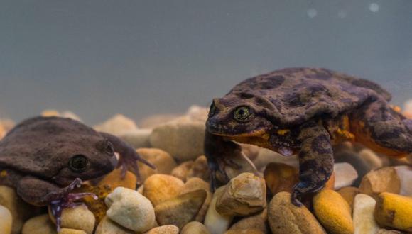 Los científicos del museo aseguran que la cita entre ranas acuática de Sehuencas fue un éxito y confían en que la especie logrará reproducirse. Foto: GWC