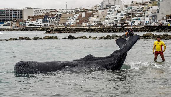 Ballena quedó varada en la playa San Bartolo. Durante varias horas intentaron socorrer al cetáceo. (Foto: AFP)