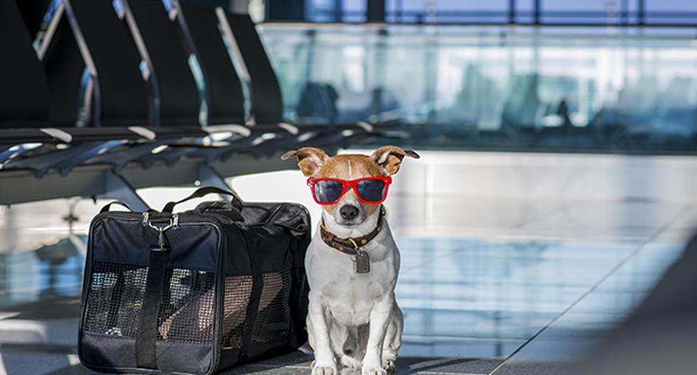 Estos consejos te ayudará si piensas viajar con tu mascota. (Foto: IStock)