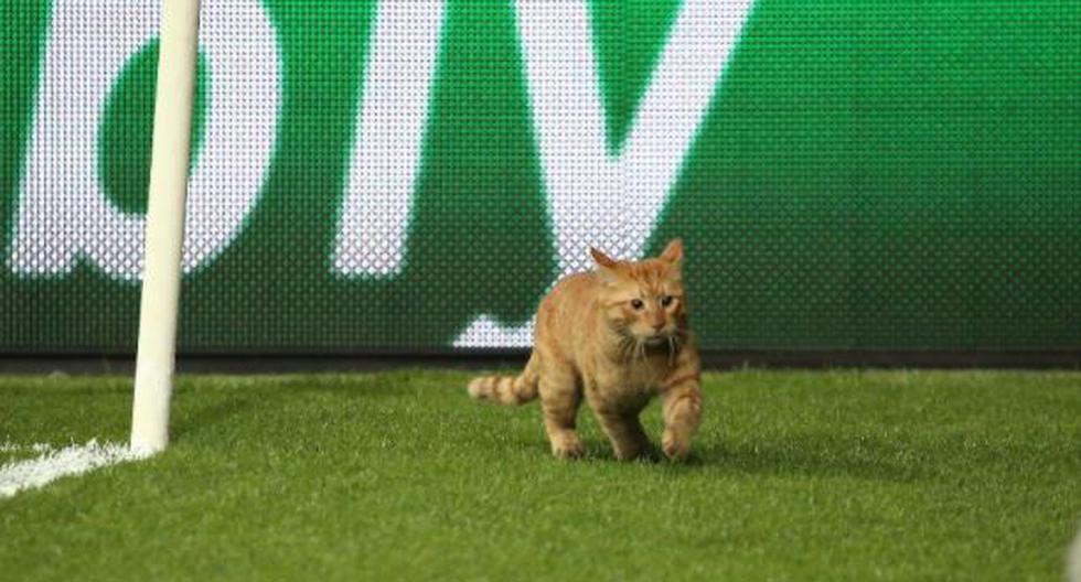 Un gato se robó el show en el Besiktas vs Bayern Munich por Champions League | Foto: captura