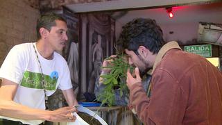 Colombia: Incertidumbre entre cultivadores de marihuana [VIDEO]