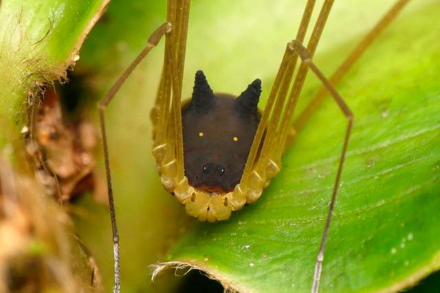 En redes sociales se han difundido imágenes donde aparece una extraña araña con cara de perro. (Foto: Captura de video Andreas Kay)