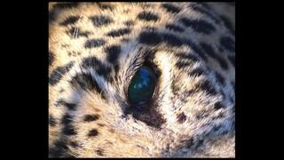 Muere cachorro de leopardo que había sido adoptado por una leona en un parque natural